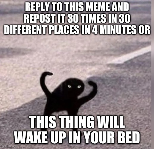 Cursed cat bed | REPLY TO THIS MEME AND REPOST IT 30 TIMES IN 30 DIFFERENT PLACES IN 4 MINUTES OR; THIS THING WILL WAKE UP IN YOUR BED | image tagged in cursed cat | made w/ Imgflip meme maker
