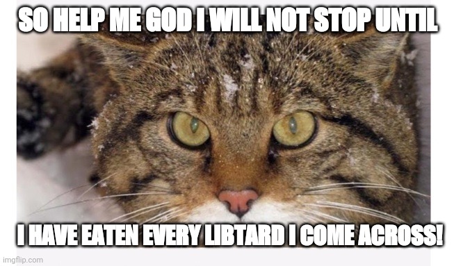 Wildcat eats Libtards | SO HELP ME GOD I WILL NOT STOP UNTIL; I HAVE EATEN EVERY LIBTARD I COME ACROSS! | image tagged in cats | made w/ Imgflip meme maker