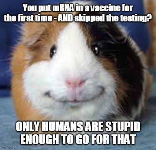 Guinea Pig | You put mRNA in a vaccine for the first time - AND skipped the testing? ONLY HUMANS ARE STUPID ENOUGH TO GO FOR THAT | image tagged in guinea pig | made w/ Imgflip meme maker