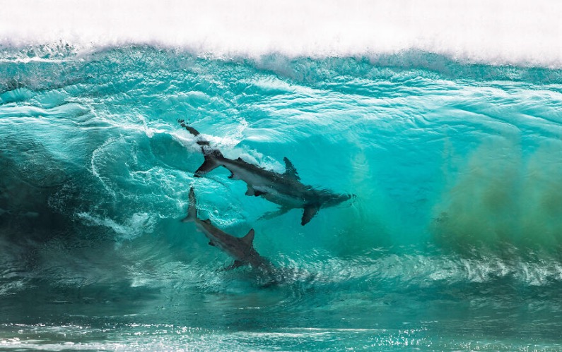 Two sharks surf a wave at Quobba Station, Australia. Photo credit: Sean Scott | image tagged in awesome,pics,photography | made w/ Imgflip meme maker
