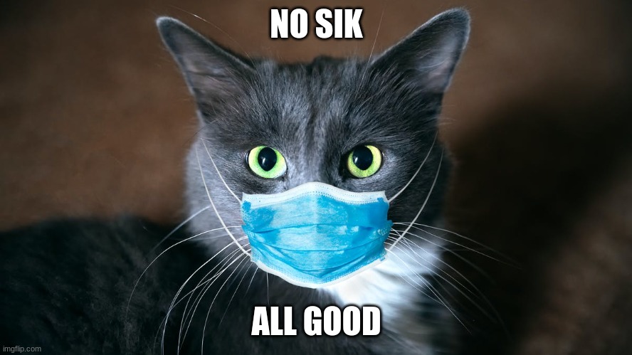catvid cat | NO SIK; ALL GOOD | image tagged in catvid cat | made w/ Imgflip meme maker