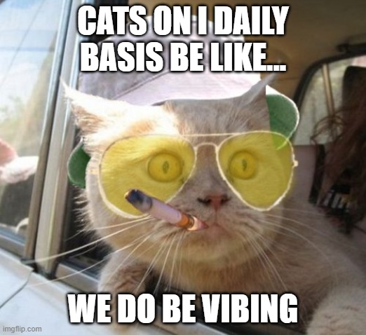 Fear And Loathing Cat | CATS ON I DAILY BASIS BE LIKE... WE DO BE VIBING | image tagged in memes,fear and loathing cat | made w/ Imgflip meme maker