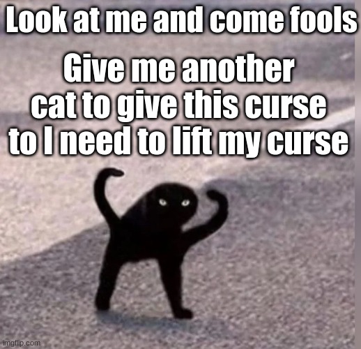 help............................................................................................................................ | Look at me and come fools; Give me another cat to give this curse to I need to lift my curse | image tagged in cursed cat | made w/ Imgflip meme maker