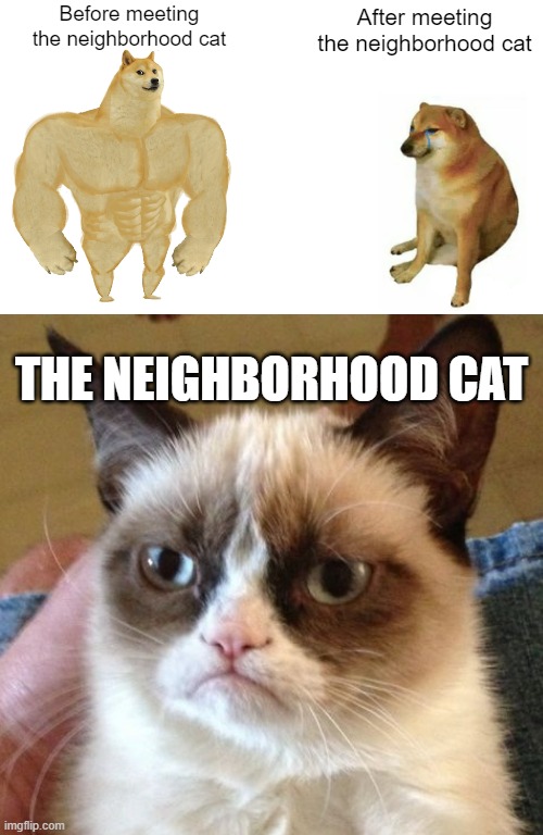 Before meeting the neighborhood cat; After meeting the neighborhood cat; THE NEIGHBORHOOD CAT | image tagged in memes,buff doge vs cheems | made w/ Imgflip meme maker