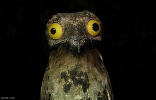 Wierd stuff I do potoo | image tagged in wierd stuff i do potoo | made w/ Imgflip meme maker