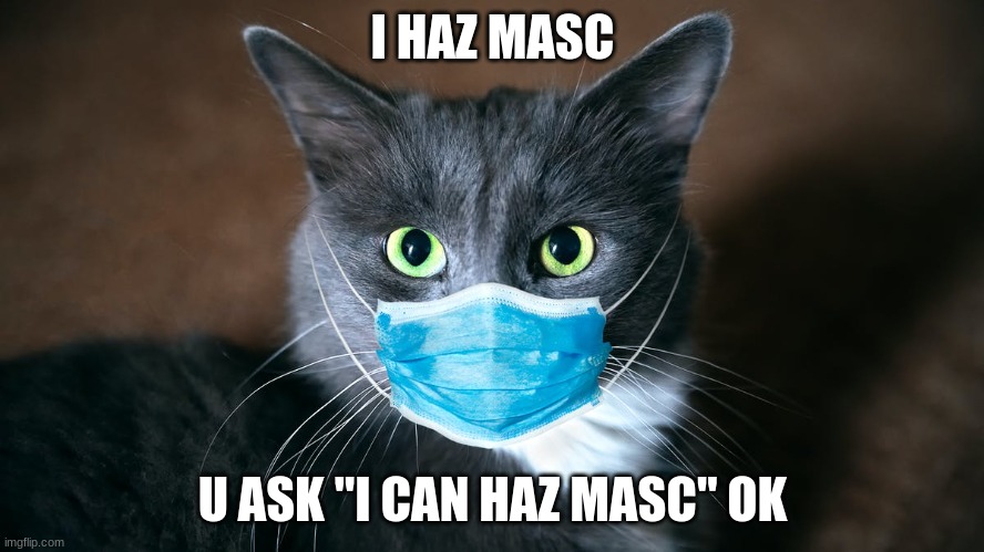 catvid cat | I HAZ MASC; U ASK "I CAN HAZ MASC" OK | image tagged in catvid cat | made w/ Imgflip meme maker