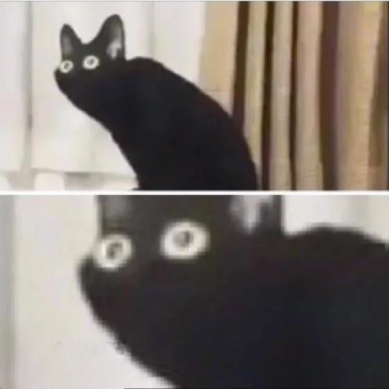 Scared Cat Blank Template Imgflip