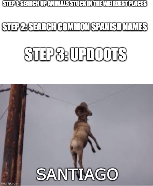 STEP 1: SEARCH UP ANIMALS STUCK IN THE WEIRDEST PLACES; STEP 2: SEARCH COMMON SPANISH NAMES; STEP 3: UPDOOTS; SANTIAGO | image tagged in blank white template | made w/ Imgflip meme maker