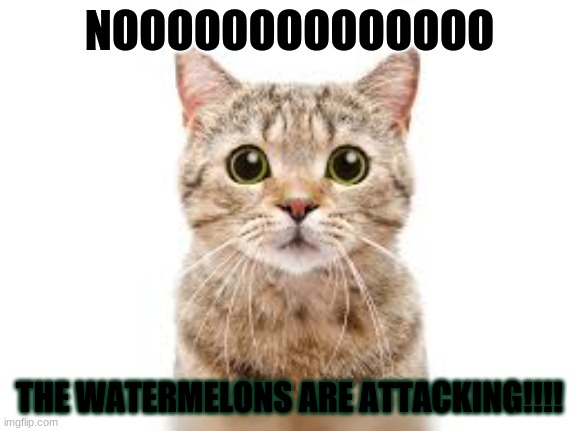 skeptical watermelon cat | NOOOOOOOOOOOOOO; THE WATERMELONS ARE ATTACKING!!!! | image tagged in skeptical watermelon cat | made w/ Imgflip meme maker