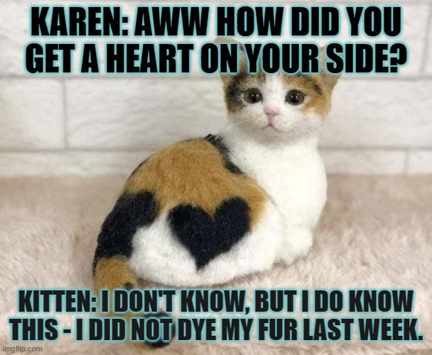if you know cats | KAREN: AWW HOW DID YOU GET A HEART ON YOUR SIDE? KITTEN: I DON'T KNOW, BUT I DO KNOW THIS - I DID NOT DYE MY FUR LAST WEEK. | image tagged in cats be cats | made w/ Imgflip meme maker