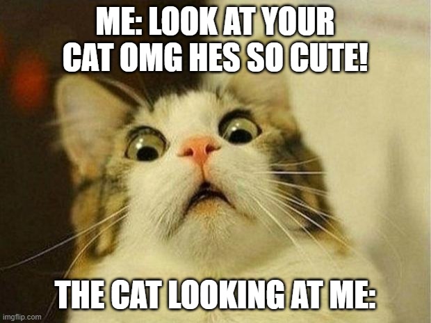 Scared Cat Meme | ME: LOOK AT YOUR CAT OMG HES SO CUTE! THE CAT LOOKING AT ME: | image tagged in memes,scared cat | made w/ Imgflip meme maker