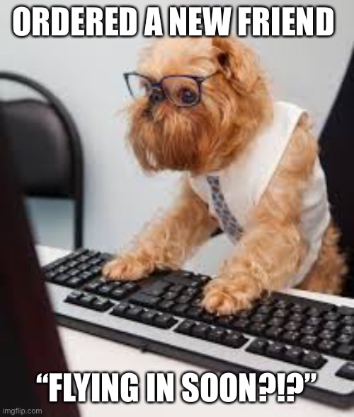 Raydog at work | ORDERED A NEW FRIEND “FLYING IN SOON?!?” | image tagged in raydog at work | made w/ Imgflip meme maker
