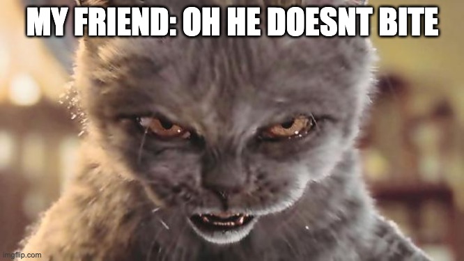 Evil Cat | MY FRIEND: OH HE DOESNT BITE | image tagged in evil cat | made w/ Imgflip meme maker