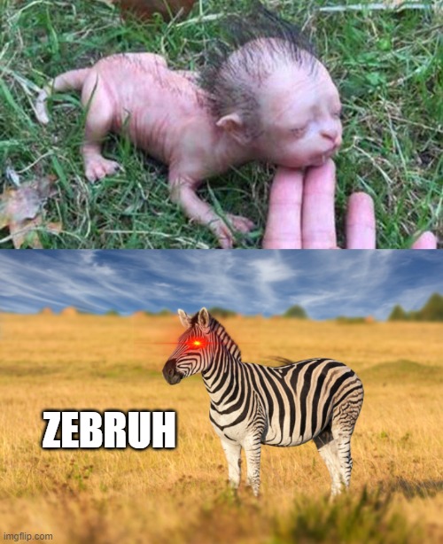 Should I have marked this as NSFW? | ZEBRUH | image tagged in zebra,bruh,creatures,edit the eye | made w/ Imgflip meme maker