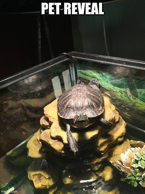 my 7 year old red sliding turtle | PET REVEAL | image tagged in imgflip | made w/ Imgflip meme maker