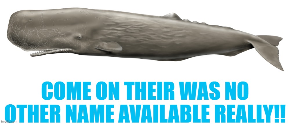 sperm whale | COME ON THEIR WAS NO OTHER NAME AVAILABLE REALLY!! | image tagged in sperm whale,name | made w/ Imgflip meme maker