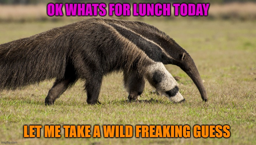 ant eater | OK WHATS FOR LUNCH TODAY; LET ME TAKE A WILD FREAKING GUESS | made w/ Imgflip meme maker