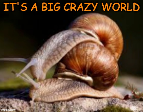 who needs binary gender anyway? | IT'S A BIG CRAZY WORLD | image tagged in snails,hermaproditism,fun | made w/ Imgflip meme maker
