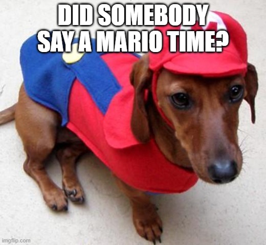 mario dog | DID SOMEBODY SAY A MARIO TIME? | image tagged in lol,dogo,e | made w/ Imgflip meme maker