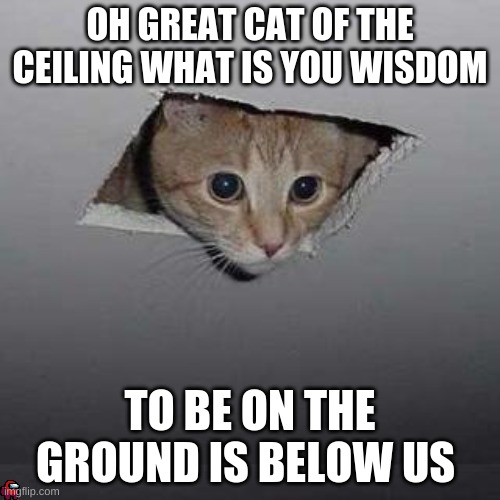 what is you wisdom cat of the ceiling | OH GREAT CAT OF THE CEILING WHAT IS YOU WISDOM; TO BE ON THE GROUND IS BELOW US | image tagged in memes,ceiling cat | made w/ Imgflip meme maker