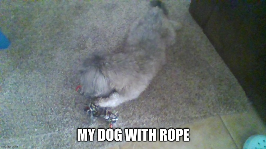 My dog | MY DOG WITH ROPE | image tagged in dog | made w/ Imgflip meme maker