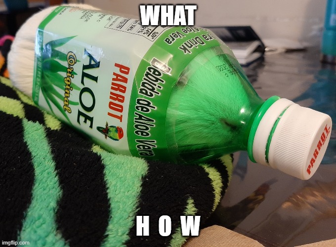 Stepbro... I'm stuck! | WHAT; H  O  W | image tagged in guinea pig in bottle | made w/ Imgflip meme maker