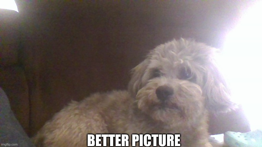 i think its better | BETTER PICTURE | image tagged in dog | made w/ Imgflip meme maker