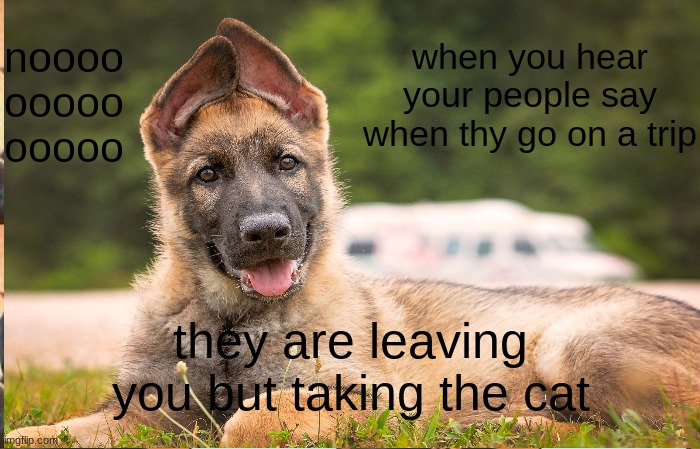 when your people say | when you hear your people say when thy go on a trip; noooo
ooooo
ooooo; they are leaving you but taking the cat | image tagged in memes,dogs | made w/ Imgflip meme maker