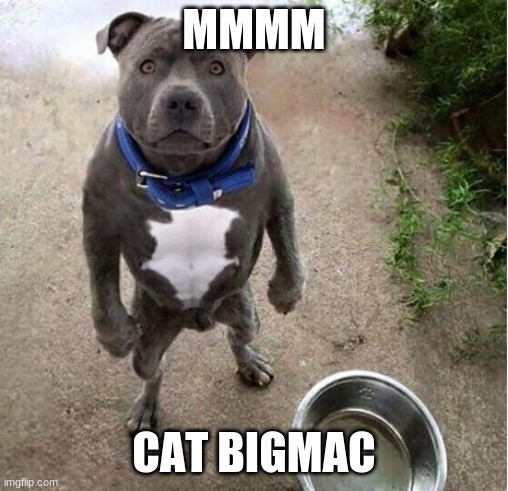 Hungry Dog | MMMM CAT BIGMAC | image tagged in hungry dog | made w/ Imgflip meme maker