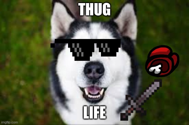 THUG; LIFE | image tagged in dogs | made w/ Imgflip meme maker