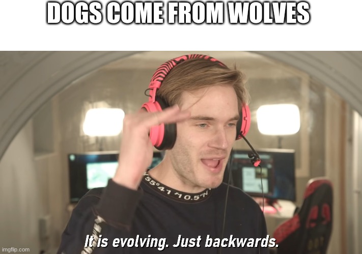Its evolving just backwards | DOGS COME FROM WOLVES | image tagged in its evolving just backwards | made w/ Imgflip meme maker