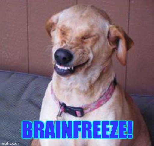 funny dog | BRAINFREEZE! | image tagged in funny dog | made w/ Imgflip meme maker