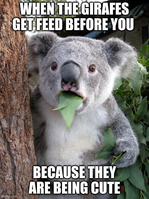 Surprised Koala | WHEN THE GIRAFES GET FEED BEFORE YOU; BECAUSE THEY ARE BEING CUTE | image tagged in memes,surprised koala | made w/ Imgflip meme maker