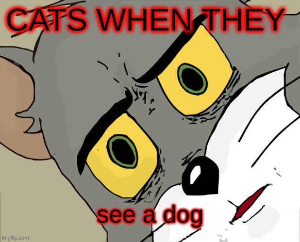 Unsettled Tom | CATS WHEN THEY; see a dog | image tagged in memes,unsettled tom | made w/ Imgflip meme maker