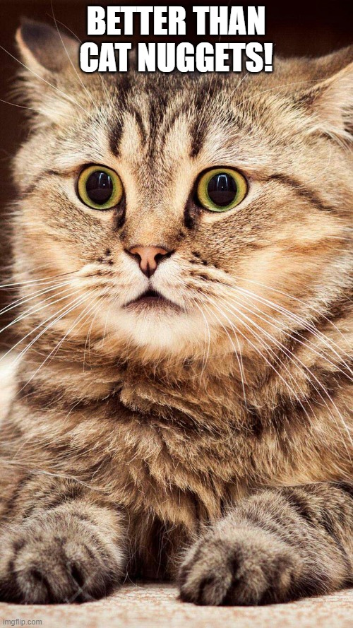 shocked cat | BETTER THAN CAT NUGGETS! | image tagged in shocked cat | made w/ Imgflip meme maker