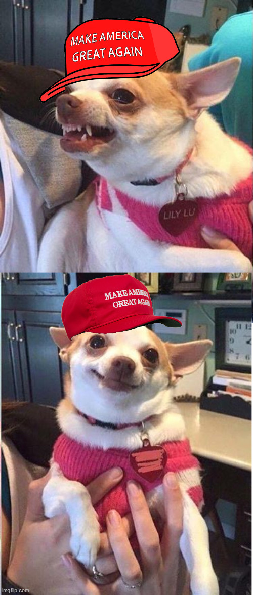 High Quality Angry then happy MAGA dog- an AN0NYM0US template Blank Meme Template