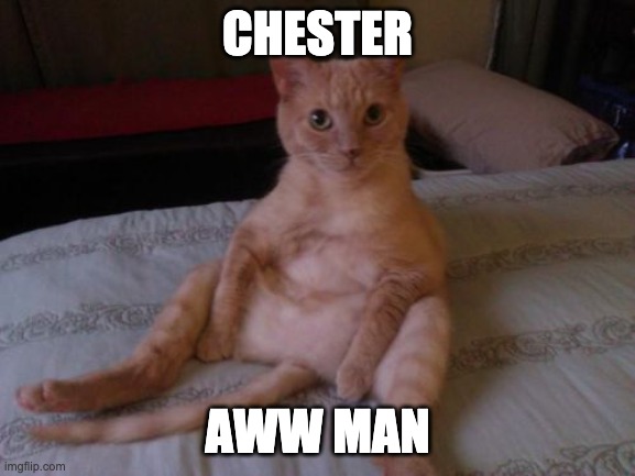 Chester The Cat Meme | CHESTER AWW MAN | image tagged in memes,chester the cat | made w/ Imgflip meme maker