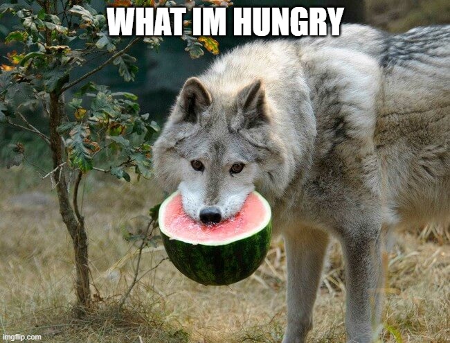 WHAT IM HUNGRY | image tagged in fox news | made w/ Imgflip meme maker