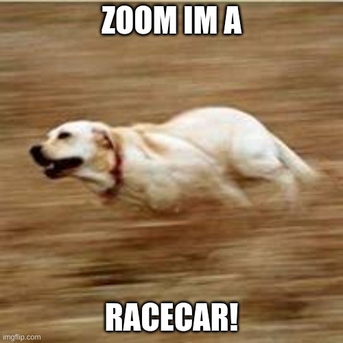 Speedy doggo | ZOOM IM A; RACECAR! | image tagged in speedy doggo | made w/ Imgflip meme maker