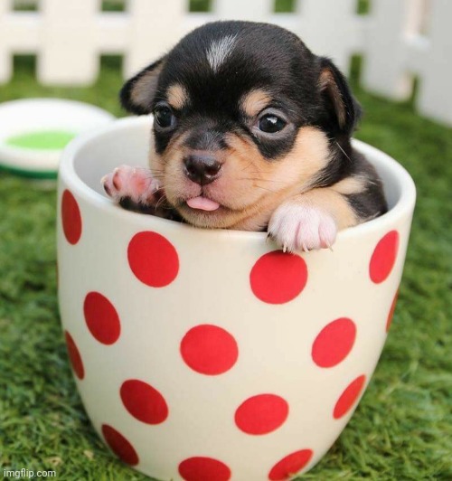 Teacup Pup | image tagged in cute puppies,good vibes,awesome,pic | made w/ Imgflip meme maker