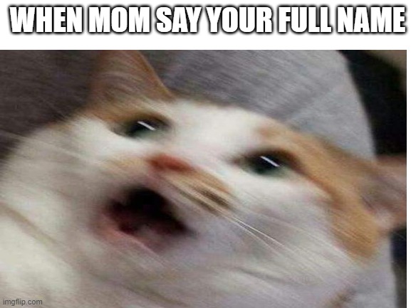 cat | WHEN MOM SAY YOUR FULL NAME | image tagged in yes,funny,mom says full name,cat,intense,shakey | made w/ Imgflip meme maker