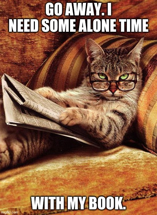 cat reading - Imgflip