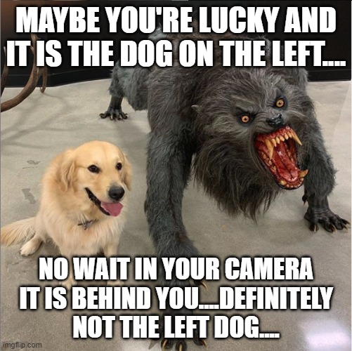 dog vs werewolf | MAYBE YOU'RE LUCKY AND IT IS THE DOG ON THE LEFT.... NO WAIT IN YOUR CAMERA IT IS BEHIND YOU....DEFINITELY NOT THE LEFT DOG.... | image tagged in dog vs werewolf | made w/ Imgflip meme maker