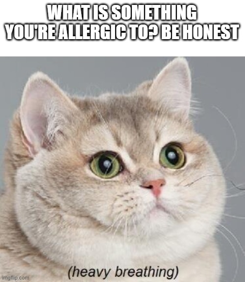 I'm allergic to cats, dogs, dust mites, pistachios, and pecans. I'm also allergic to Chick-fl-a | WHAT IS SOMETHING YOU'RE ALLERGIC TO? BE HONEST | image tagged in memes,heavy breathing cat | made w/ Imgflip meme maker