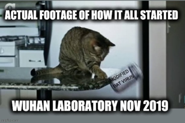 Start of Covid | image tagged in covid-19,wuhan,cat,oops | made w/ Imgflip meme maker