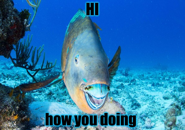 how are you | HI; how you doing | image tagged in tehe,this is a parot fish,saying hi say hi back | made w/ Imgflip meme maker