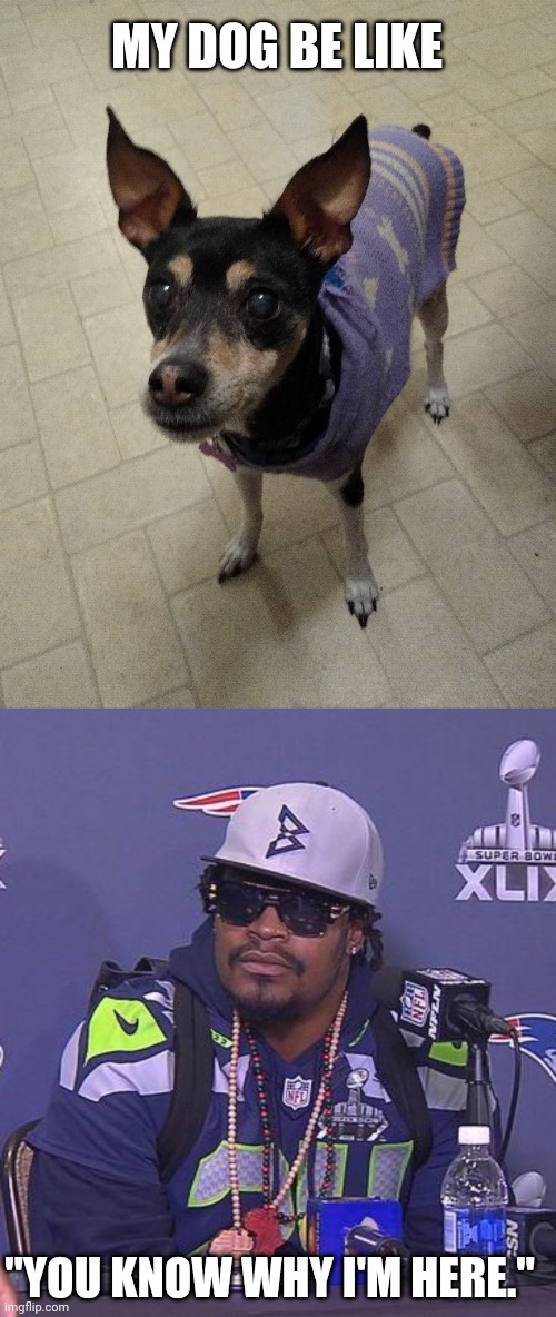 Dinner Time | MY DOG BE LIKE; "YOU KNOW WHY I'M HERE." | image tagged in marshawn lynch,dogs,seahawks,seattle seahawks,dinner,begging | made w/ Imgflip meme maker