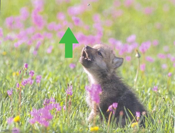 Baby Insanity Wolf Meme | image tagged in memes,baby insanity wolf | made w/ Imgflip meme maker