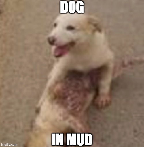 DOG; IN MUD | made w/ Imgflip meme maker