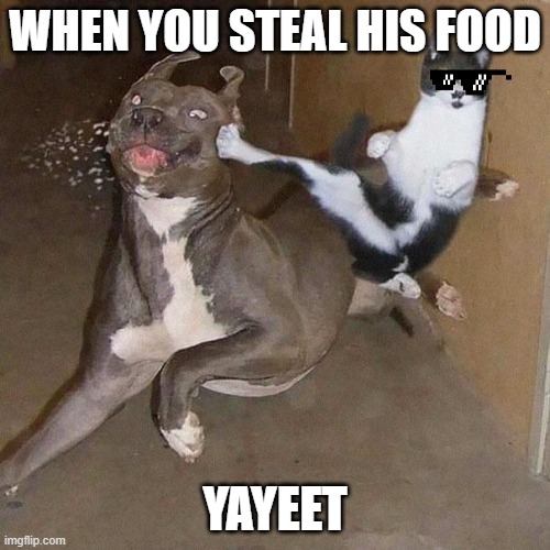 Ninja Cat | WHEN YOU STEAL HIS FOOD; YAYEET | image tagged in ninja cat | made w/ Imgflip meme maker